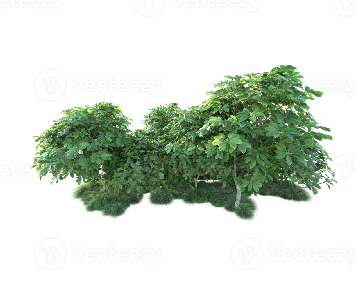 Tropical forest isolated on transparent background. 3d rendering - illustration png