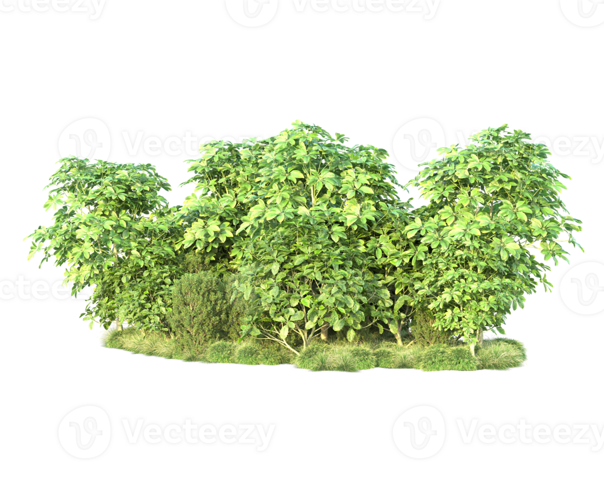 Tropical forest isolated on transparent background. 3d rendering - illustration png