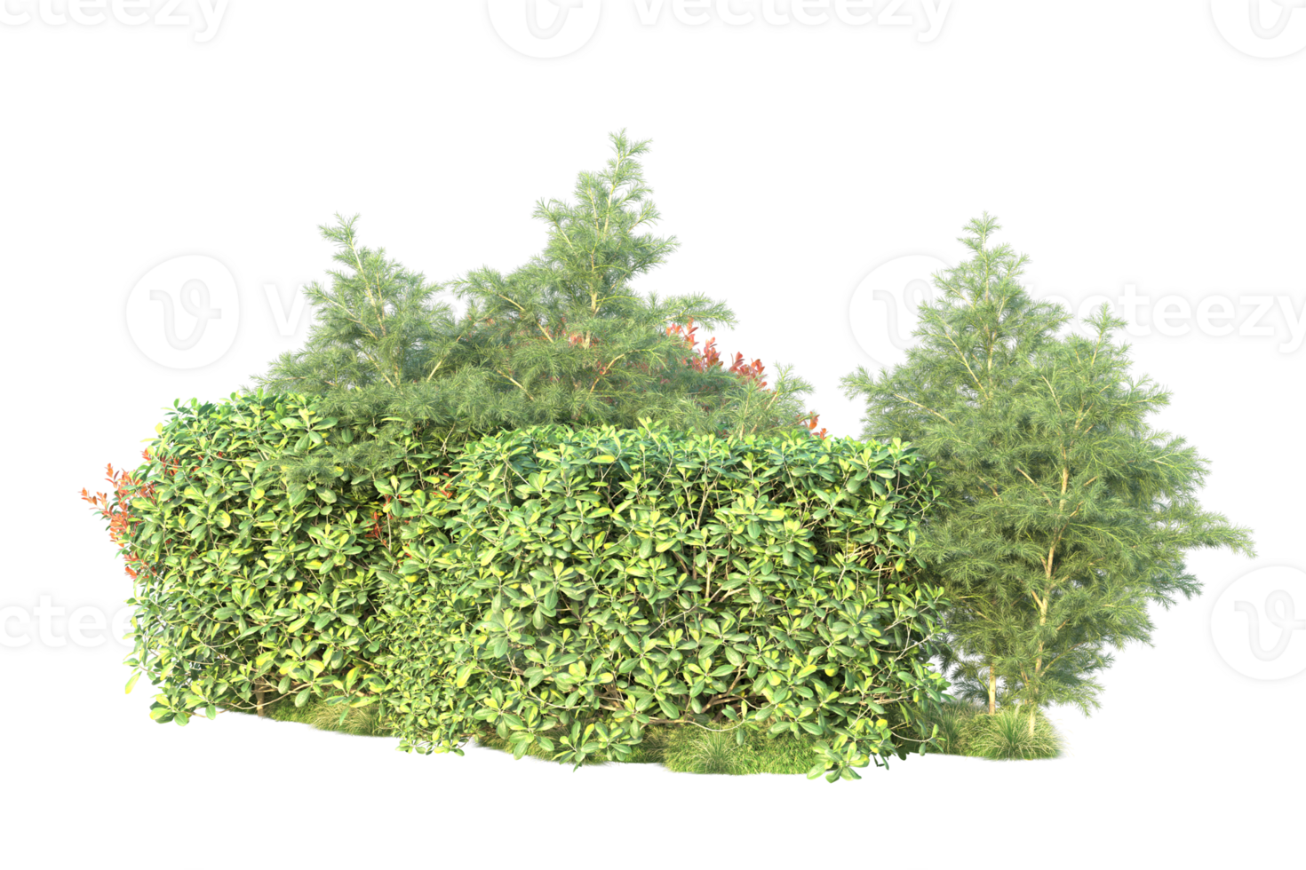 Tropical forest isolated on transparent background. 3d rendering - illustration png