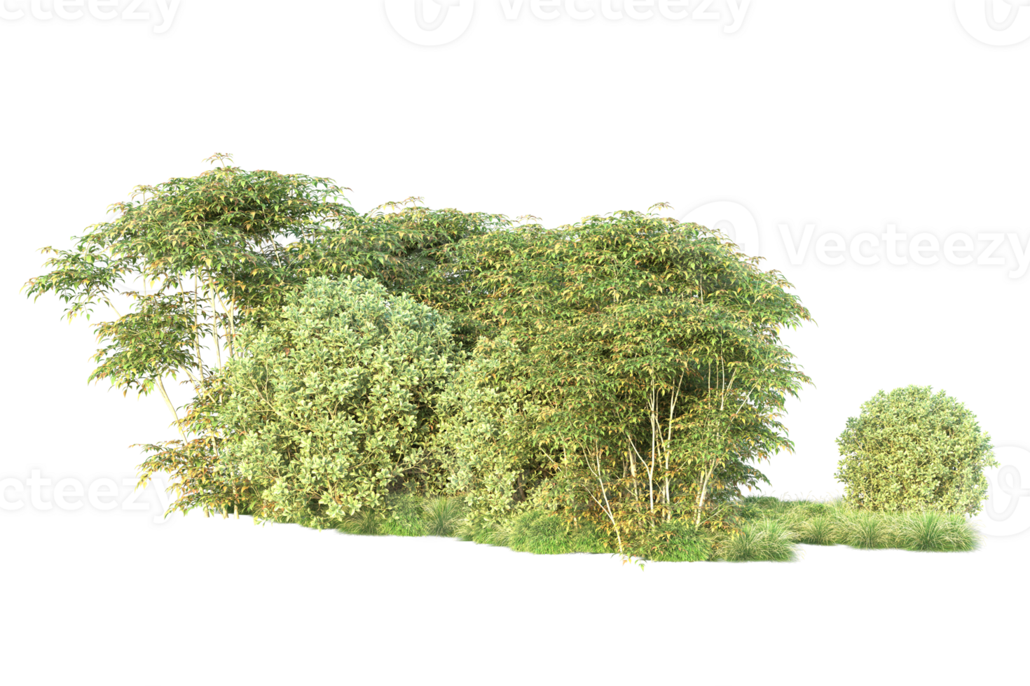 Tropical forest isolated on transparent background. 3d rendering - illustration png