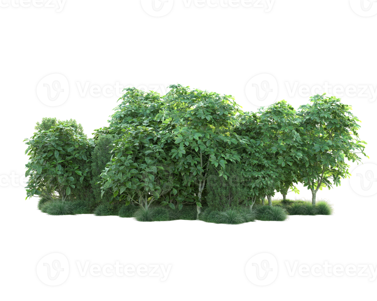Tropical forest isolated on transparent background. 3d rendering - illustration png