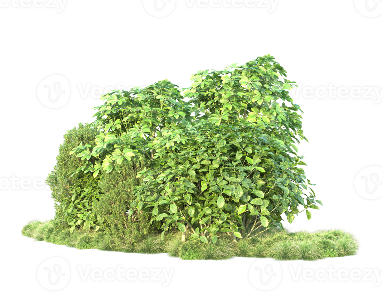 Tropical forest isolated on transparent background. 3d rendering - illustration png