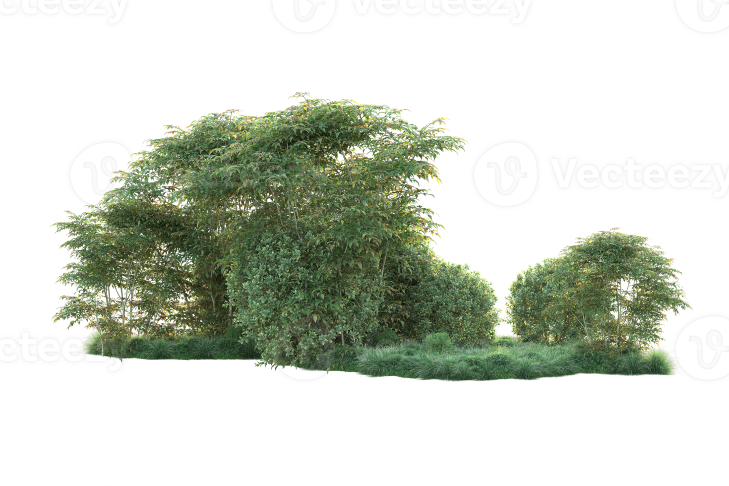 Tropical forest isolated on transparent background. 3d rendering - illustration png
