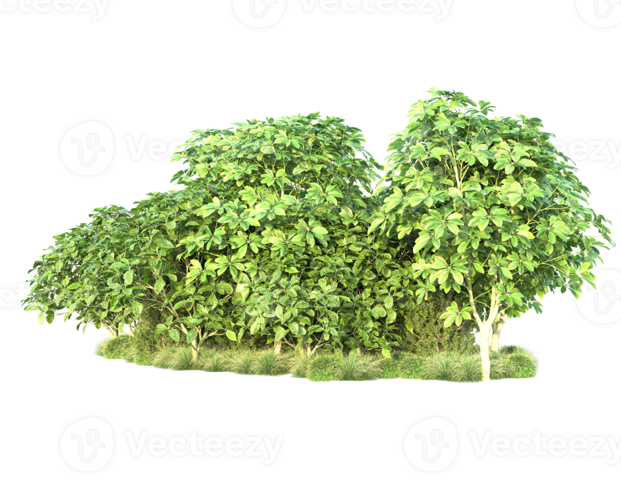 Tropical forest isolated on transparent background. 3d rendering - illustration png