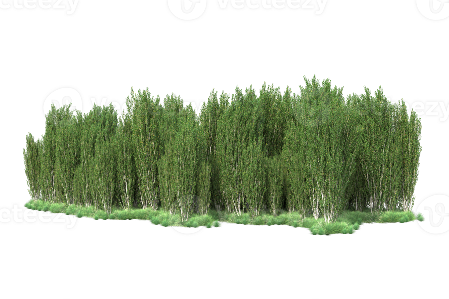 Tropical forest isolated on transparent background. 3d rendering - illustration png