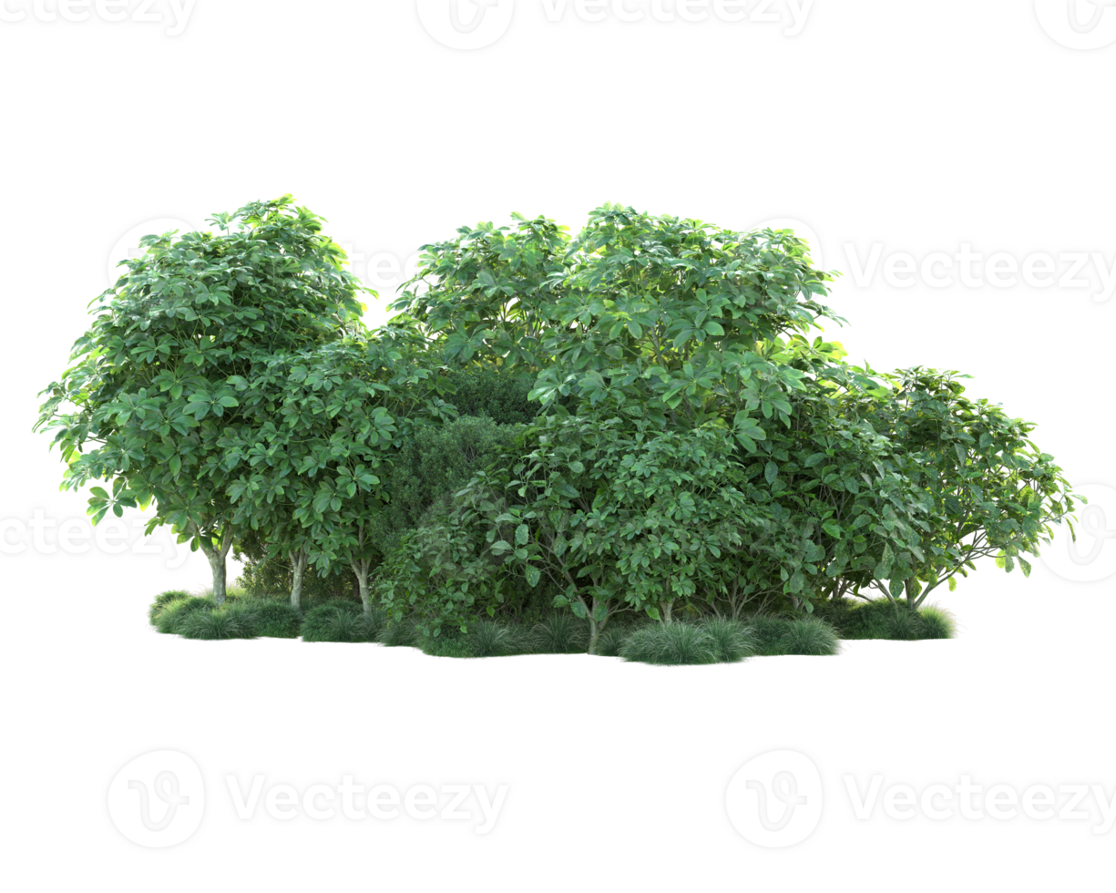 Tropical forest isolated on transparent background. 3d rendering - illustration png