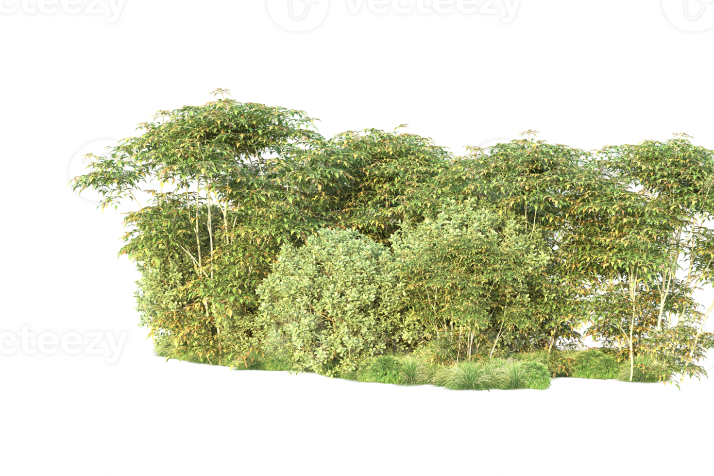 Tropical forest isolated on transparent background. 3d rendering - illustration png