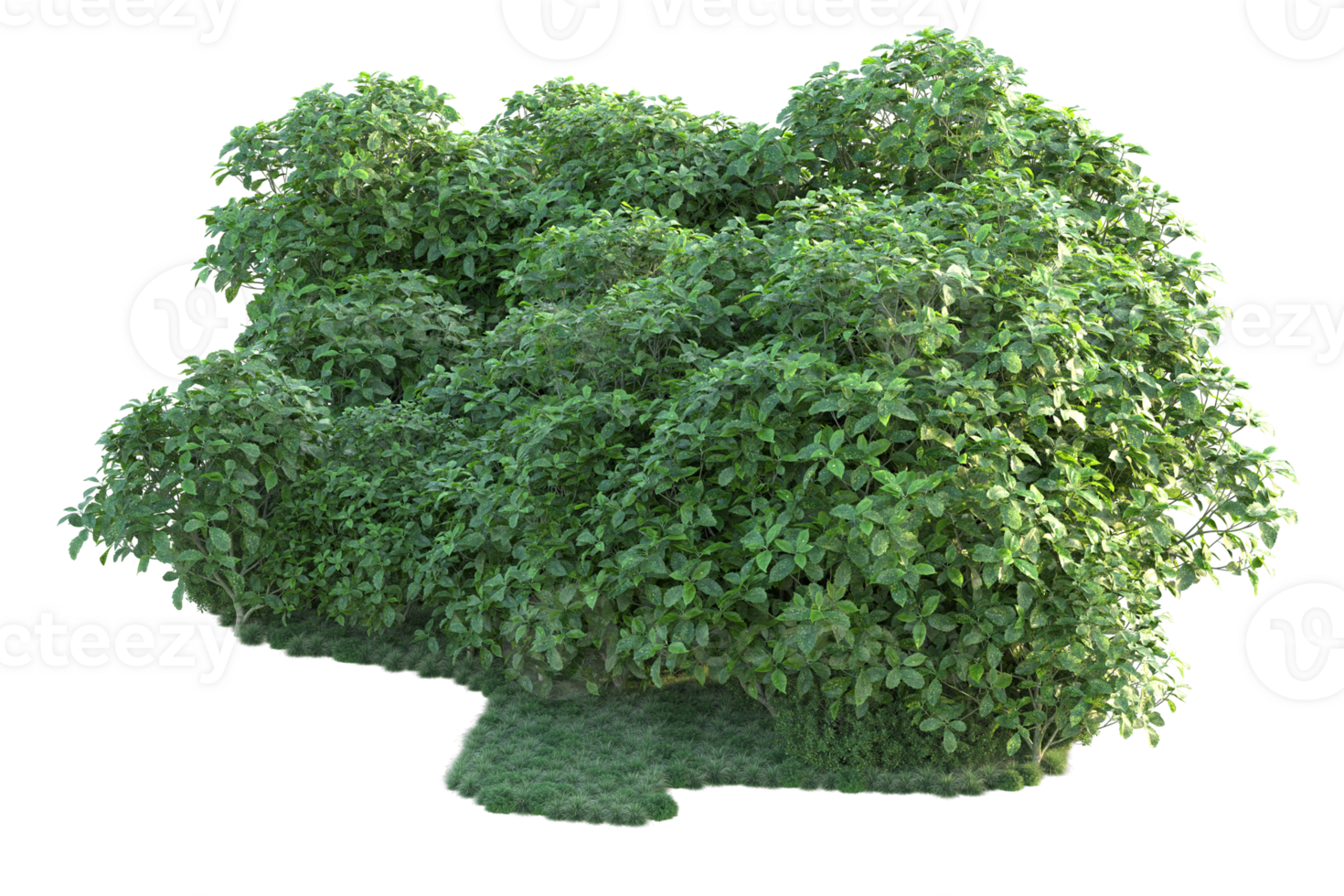 Tropical forest isolated on transparent background. 3d rendering - illustration png