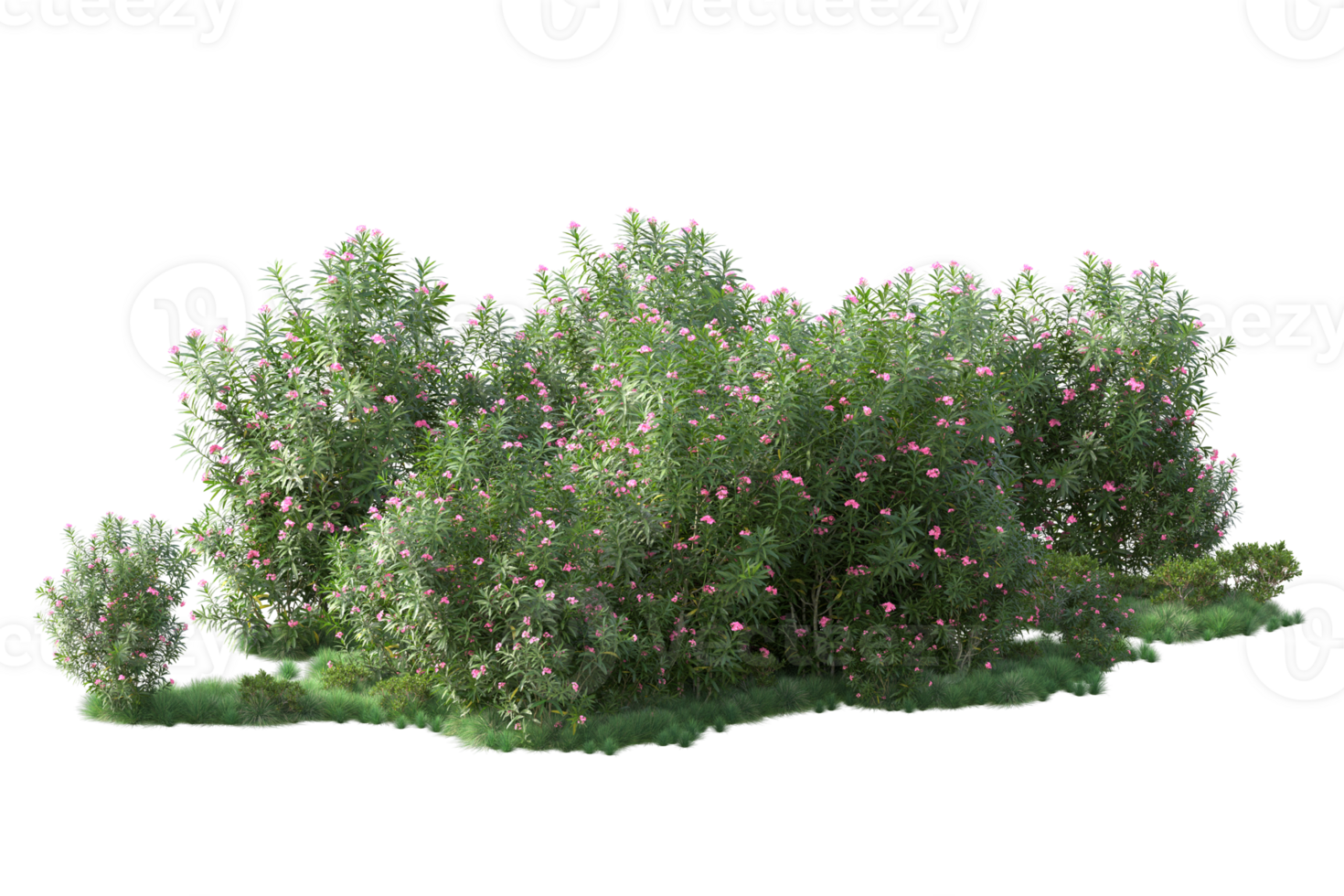 Tropical forest isolated on transparent background. 3d rendering - illustration png