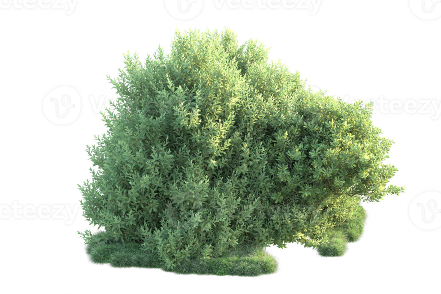 Tropical forest isolated on transparent background. 3d rendering - illustration png
