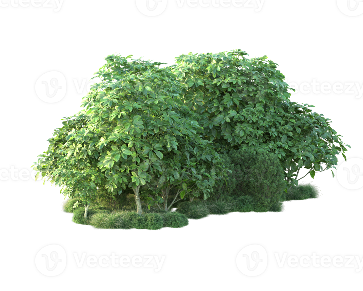Tropical forest isolated on transparent background. 3d rendering - illustration png