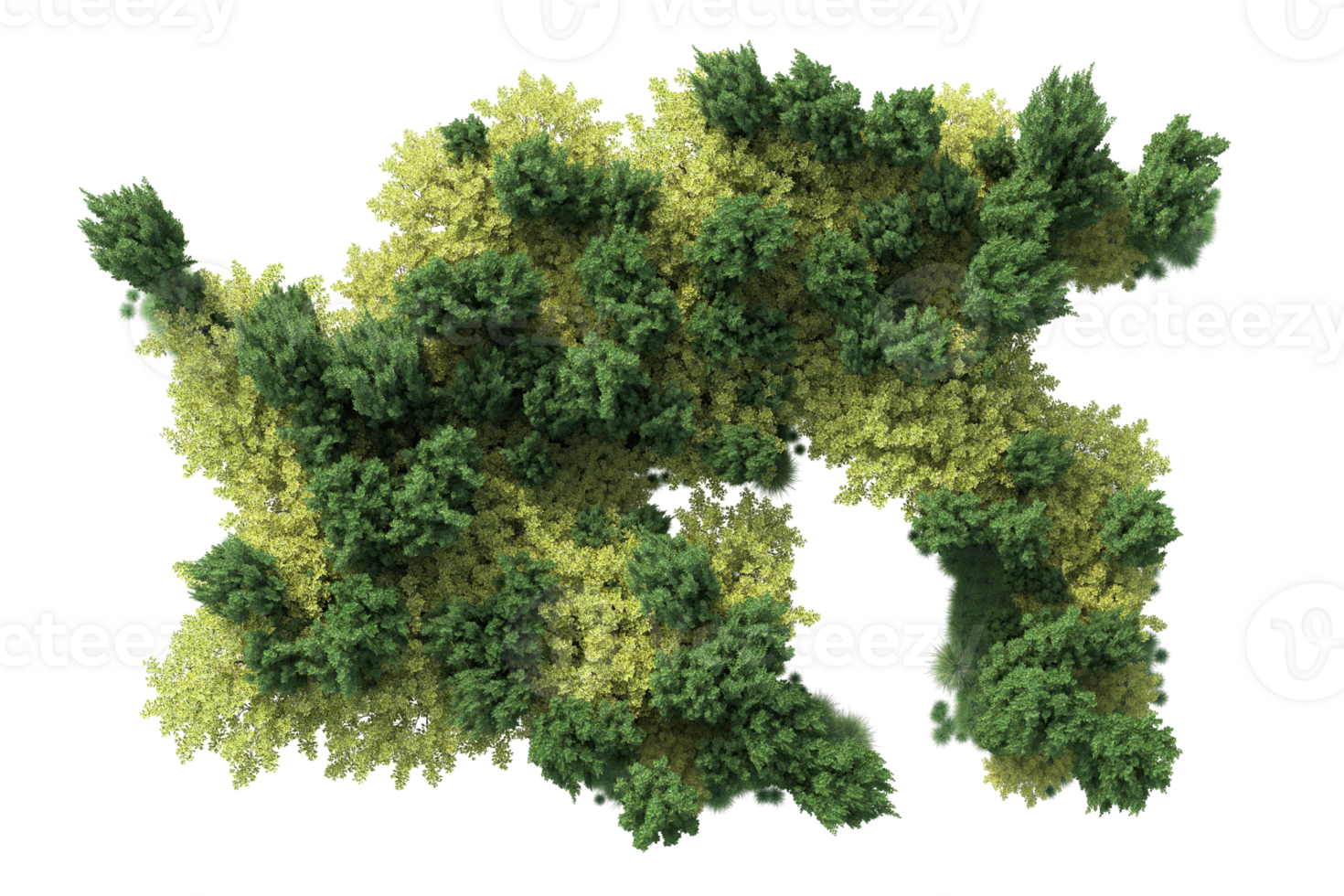 Tropical forest isolated on transparent background. 3d rendering - illustration png