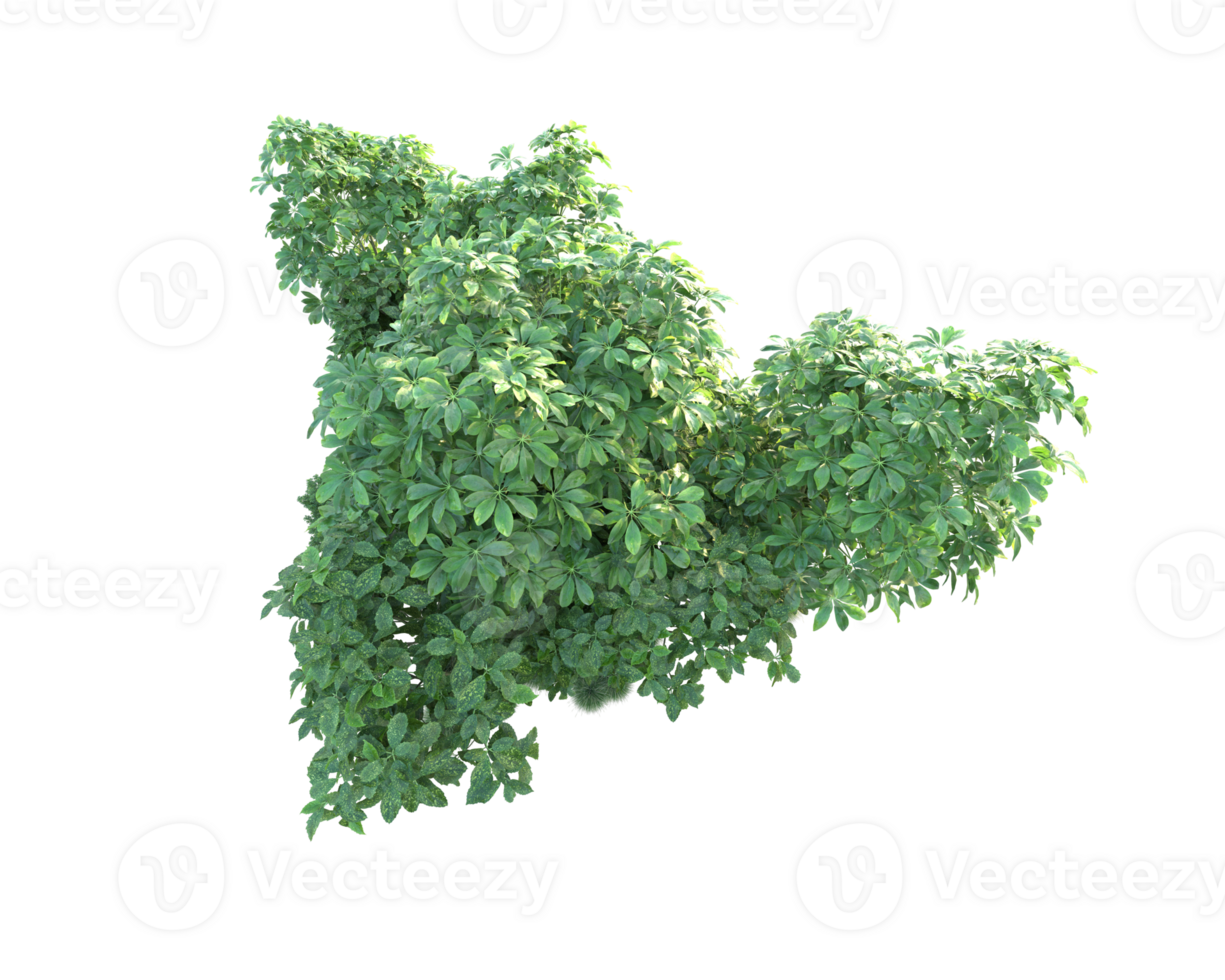Tropical forest isolated on transparent background. 3d rendering - illustration png
