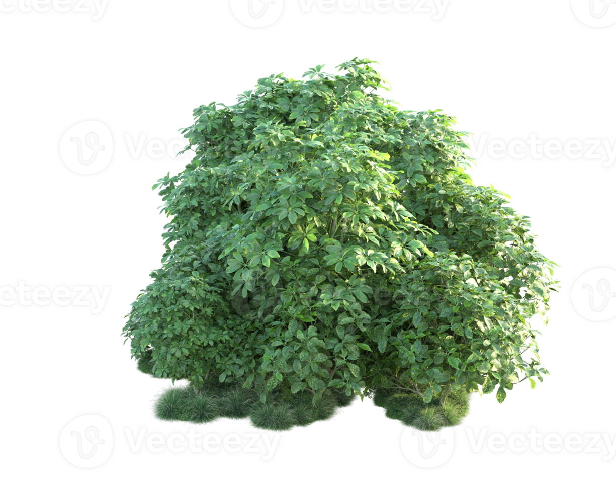Tropical forest isolated on transparent background. 3d rendering - illustration png