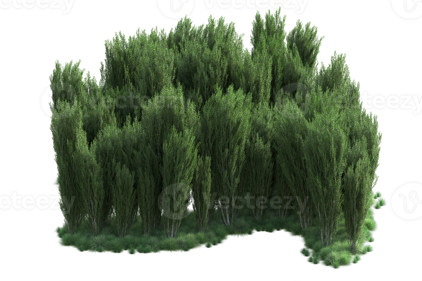 Tropical forest isolated on transparent background. 3d rendering - illustration png