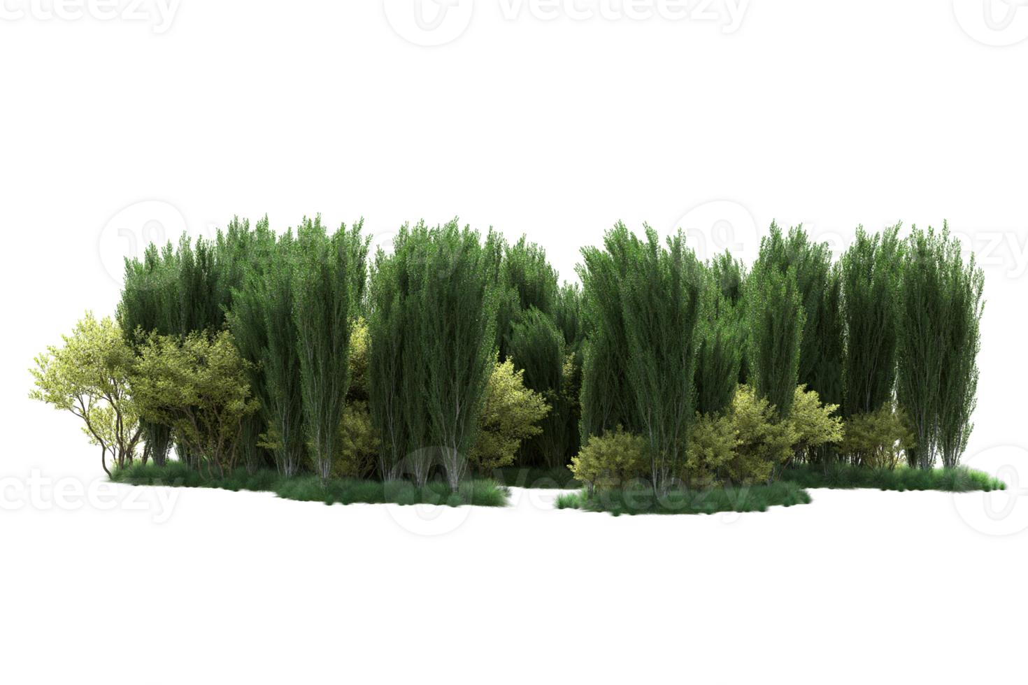 Tropical forest isolated on transparent background. 3d rendering - illustration png