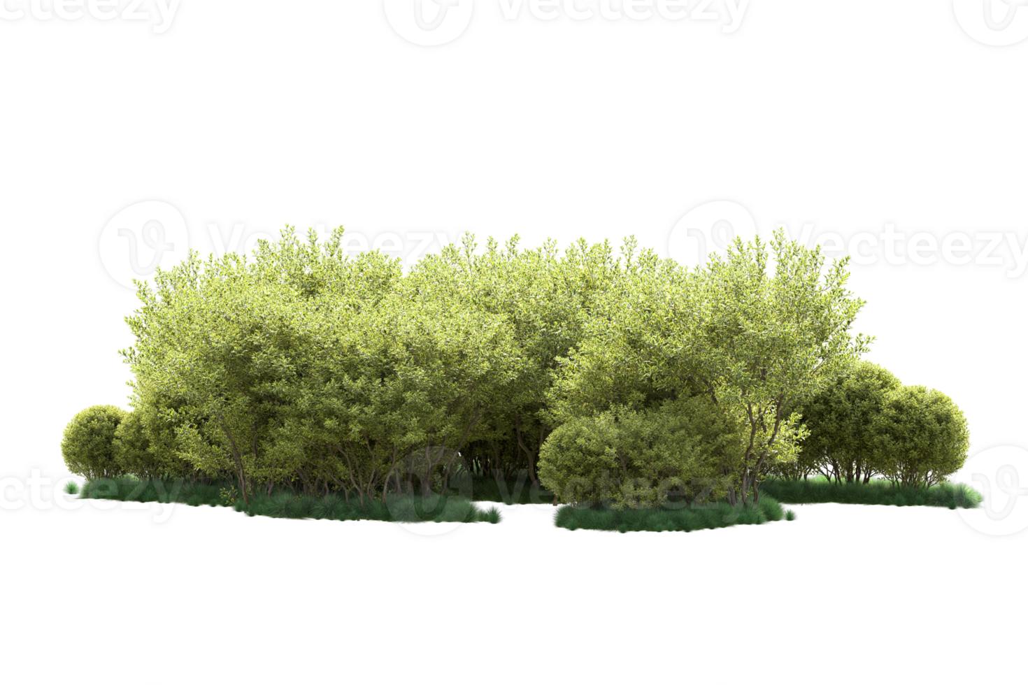 Tropical forest isolated on transparent background. 3d rendering - illustration png