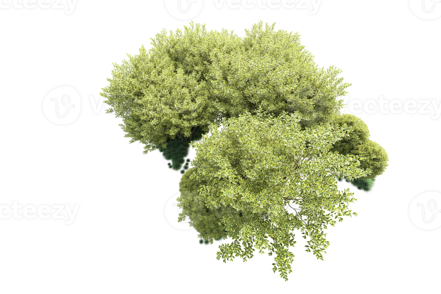 Tropical forest isolated on transparent background. 3d rendering - illustration png