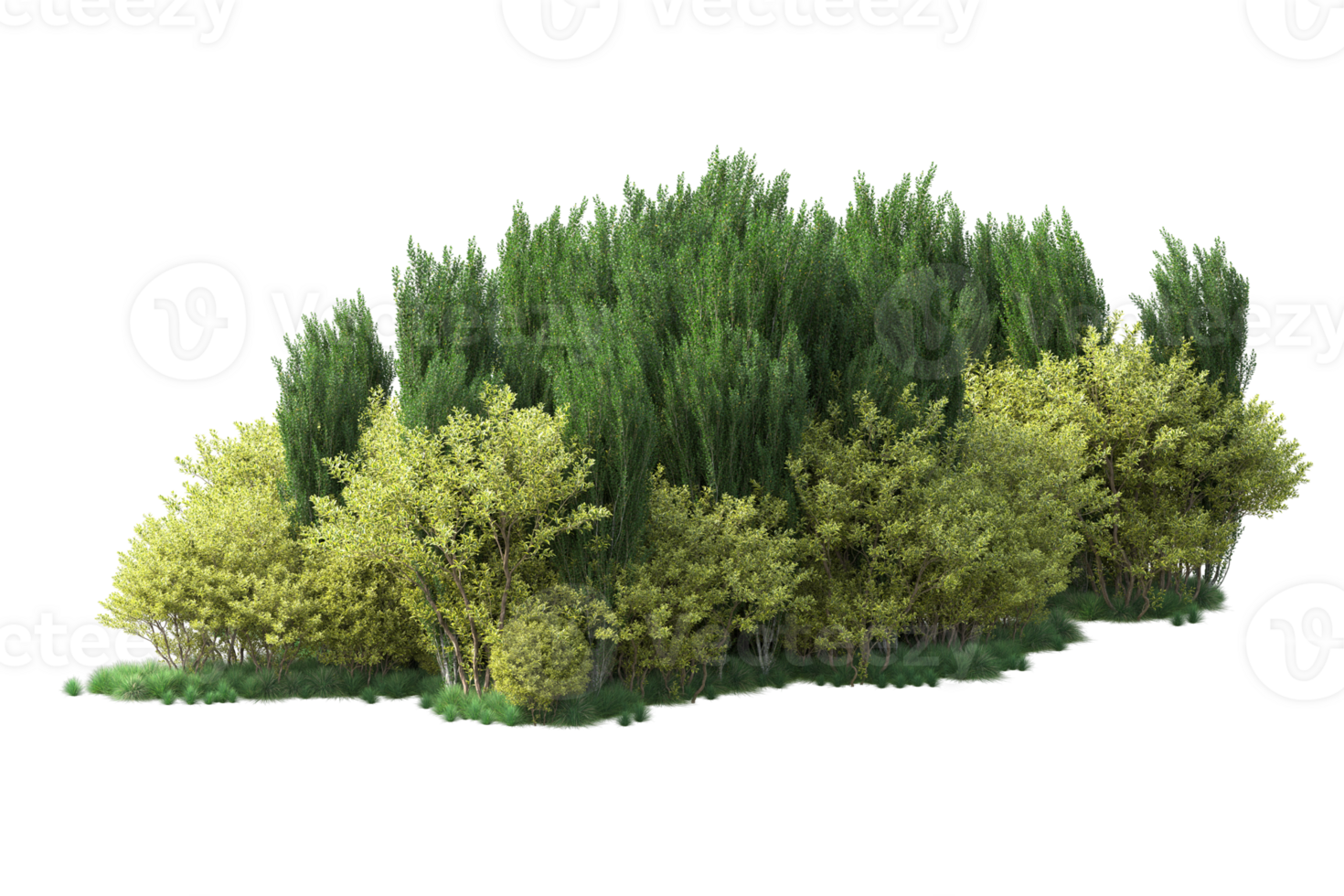 Tropical forest isolated on transparent background. 3d rendering - illustration png