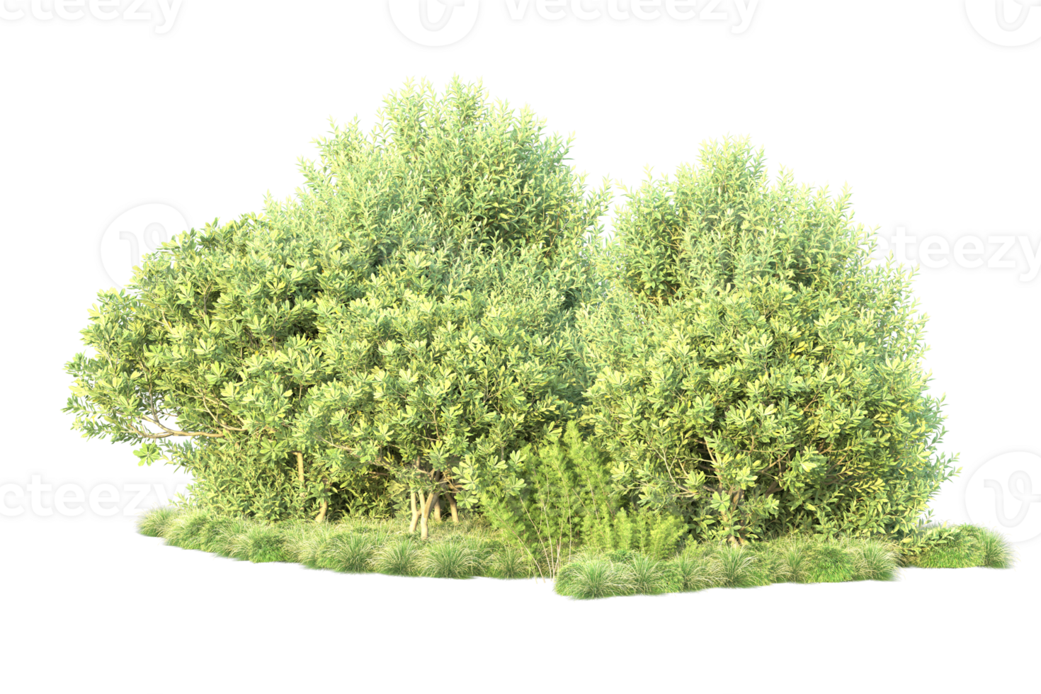 Tropical forest isolated on transparent background. 3d rendering - illustration png