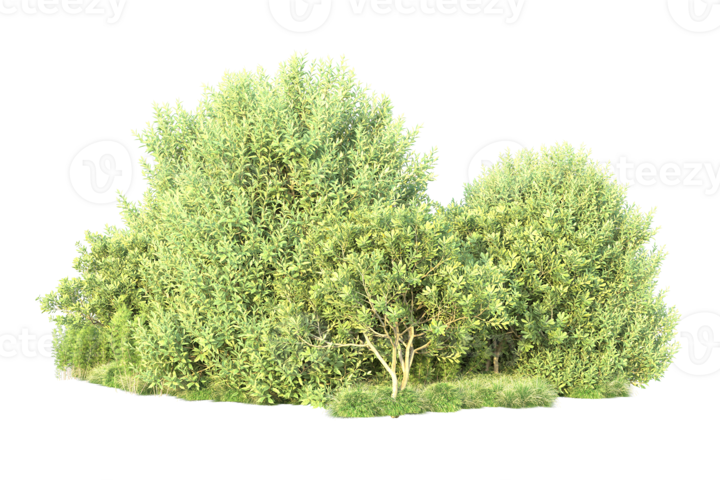 Tropical forest isolated on transparent background. 3d rendering - illustration png