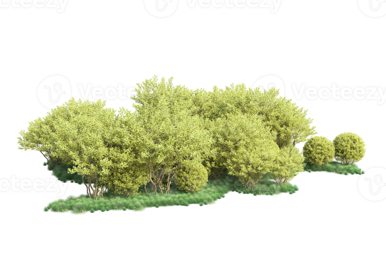 Tropical forest isolated on transparent background. 3d rendering - illustration png