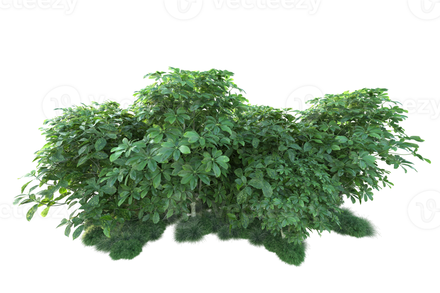 Tropical forest isolated on transparent background. 3d rendering - illustration png