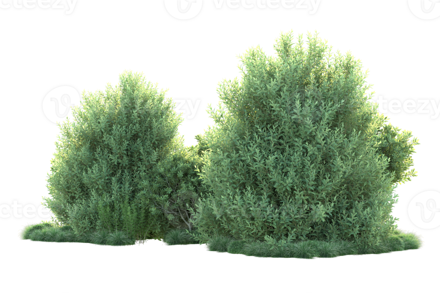 Tropical forest isolated on transparent background. 3d rendering - illustration png