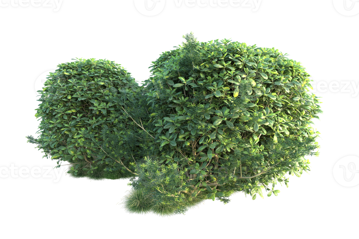 Tropical forest isolated on transparent background. 3d rendering - illustration png