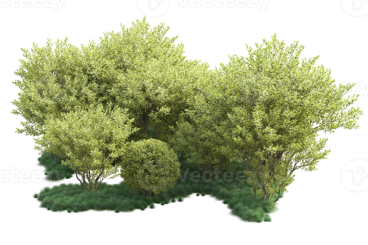 Tropical forest isolated on transparent background. 3d rendering - illustration png