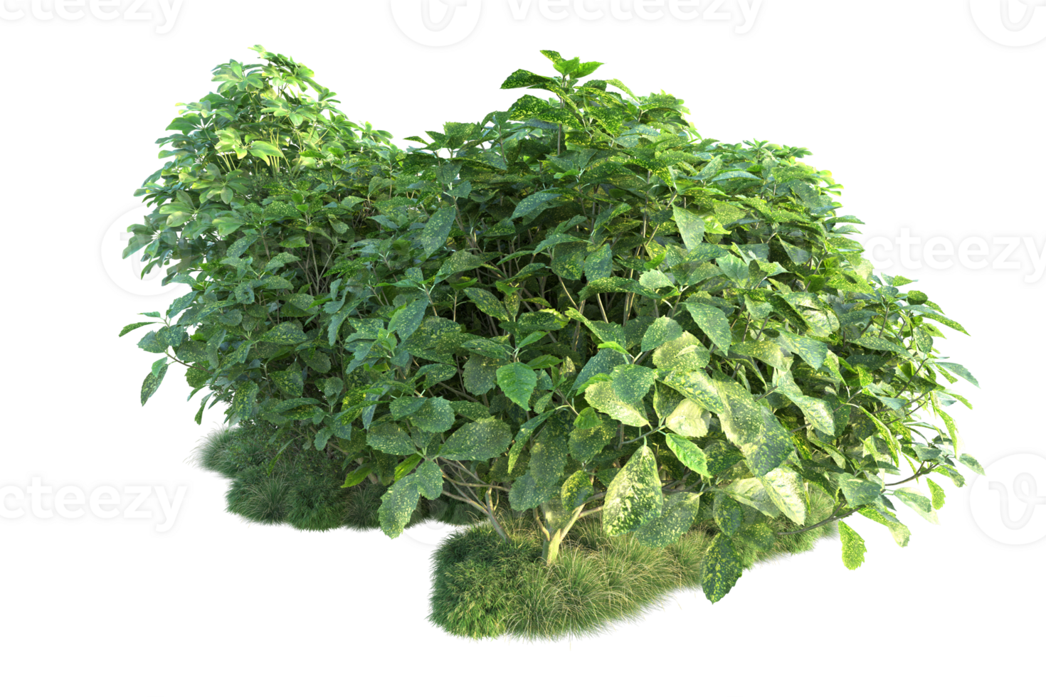 Tropical forest isolated on transparent background. 3d rendering - illustration png
