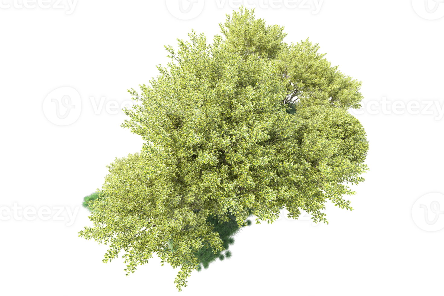 Tropical forest isolated on transparent background. 3d rendering - illustration png