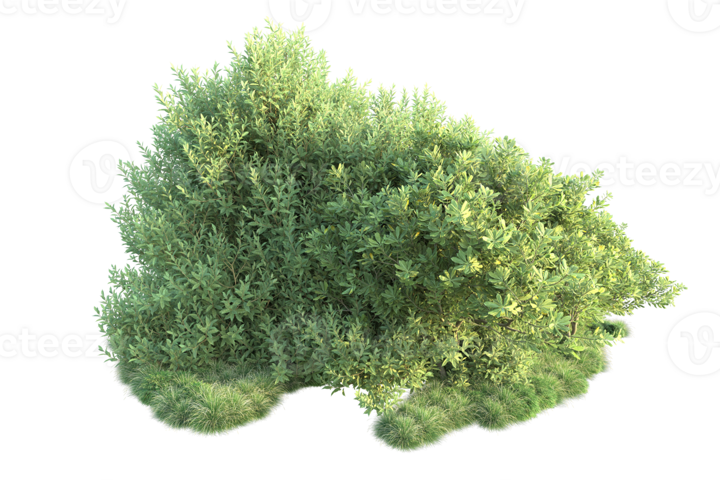Tropical forest isolated on transparent background. 3d rendering - illustration png