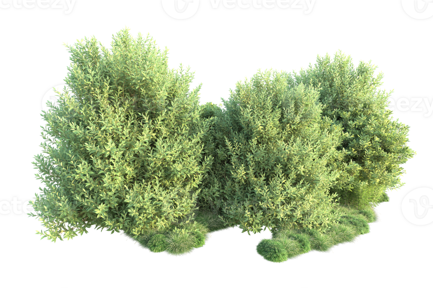Tropical forest isolated on transparent background. 3d rendering - illustration png