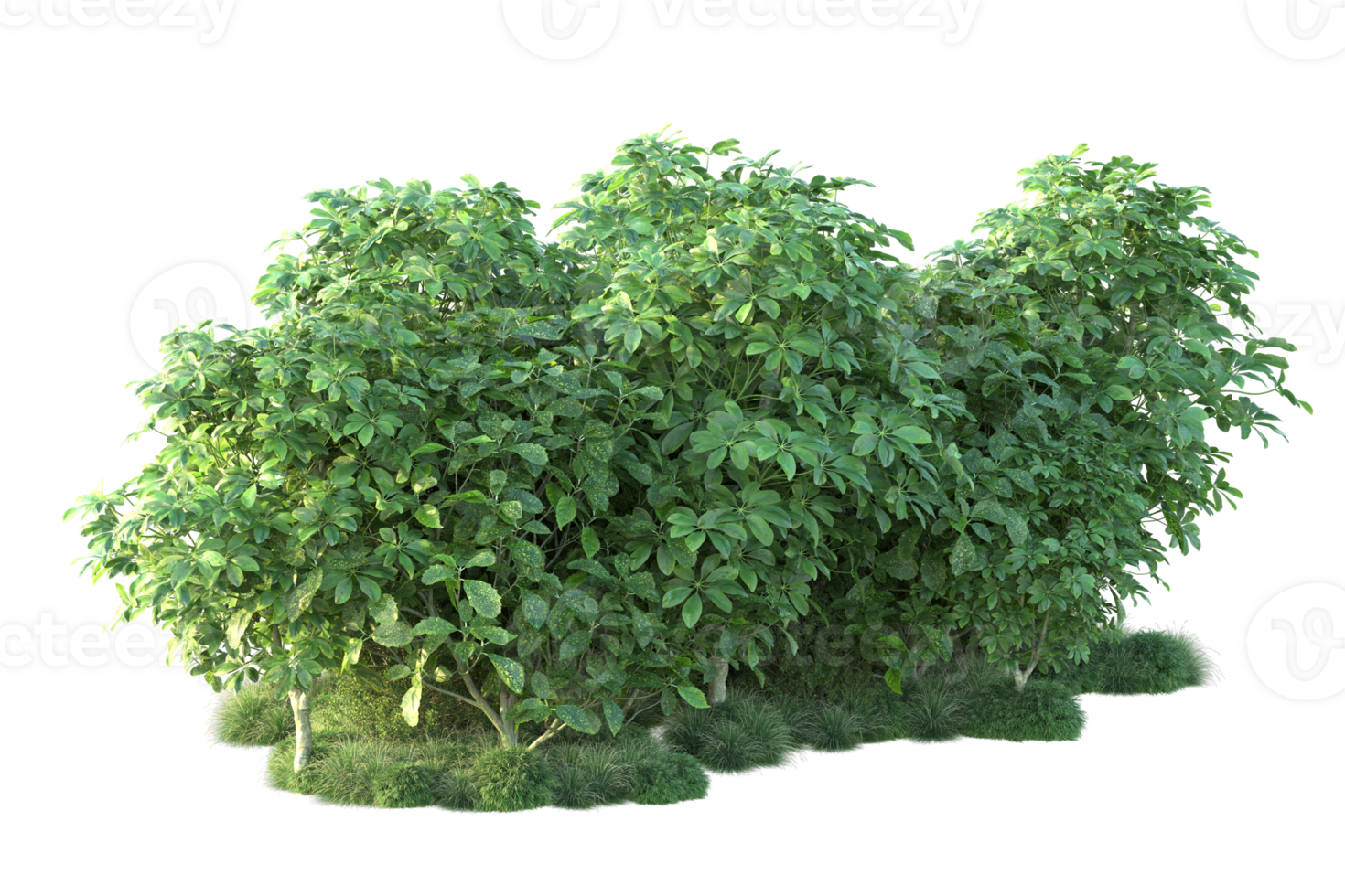 Tropical forest isolated on transparent background. 3d rendering - illustration png