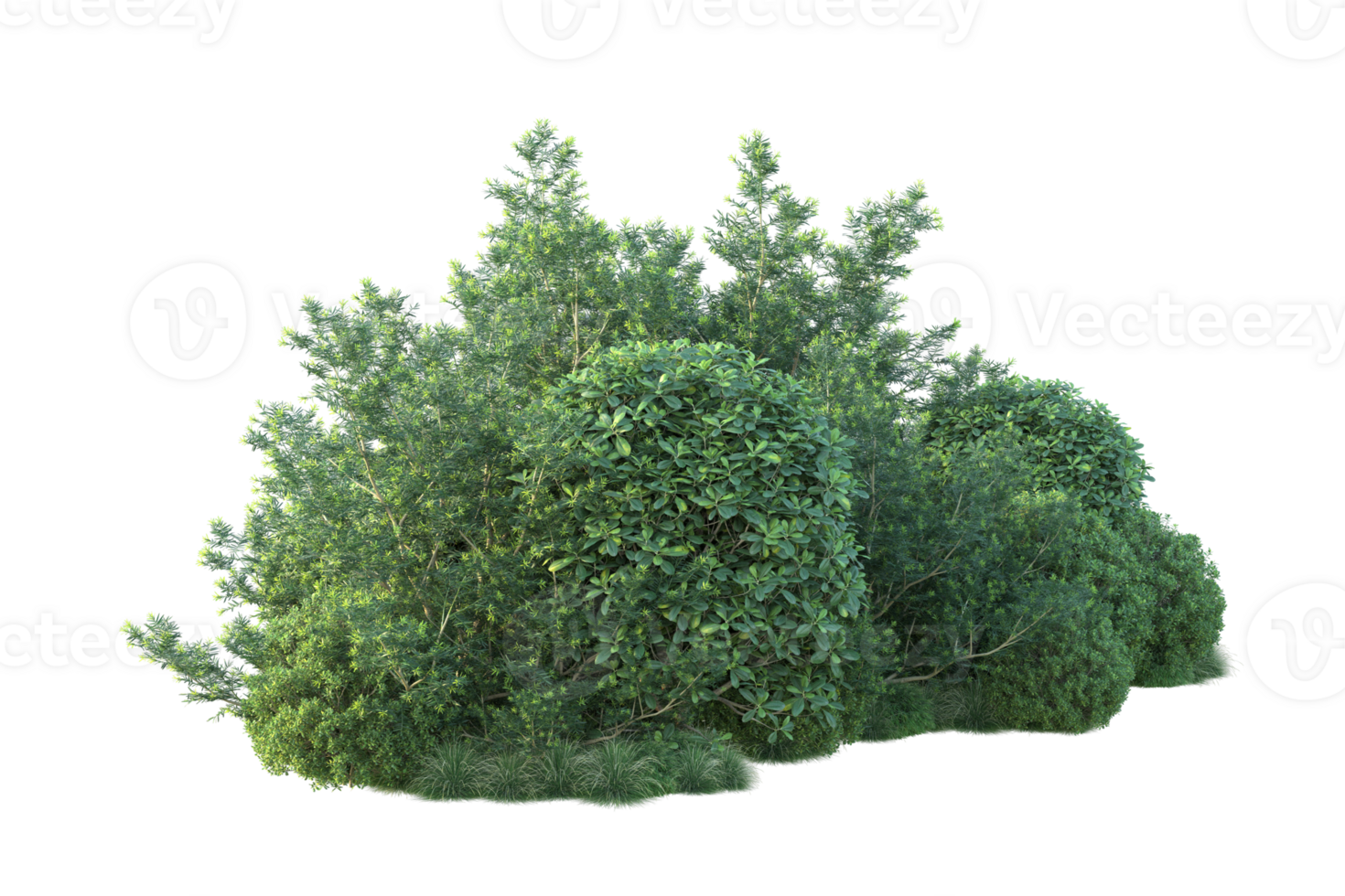 Tropical forest isolated on transparent background. 3d rendering - illustration png