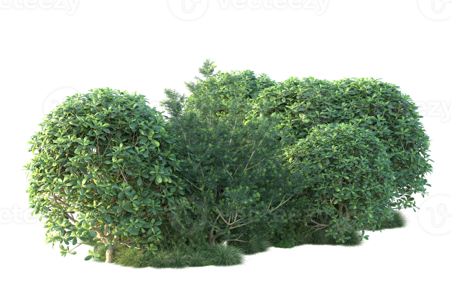 Tropical forest isolated on transparent background. 3d rendering - illustration png