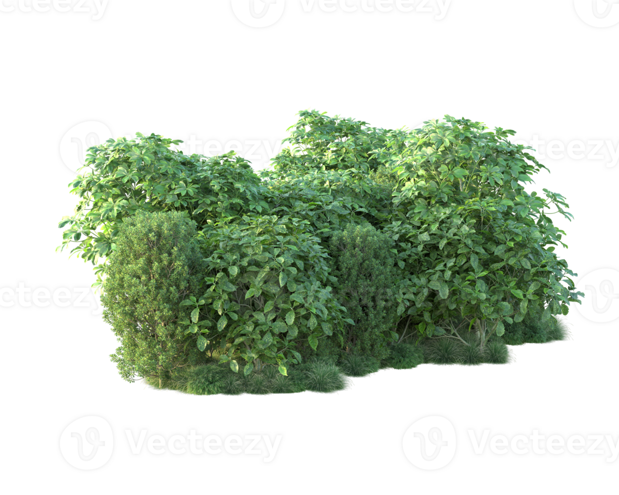 Tropical forest isolated on transparent background. 3d rendering - illustration png