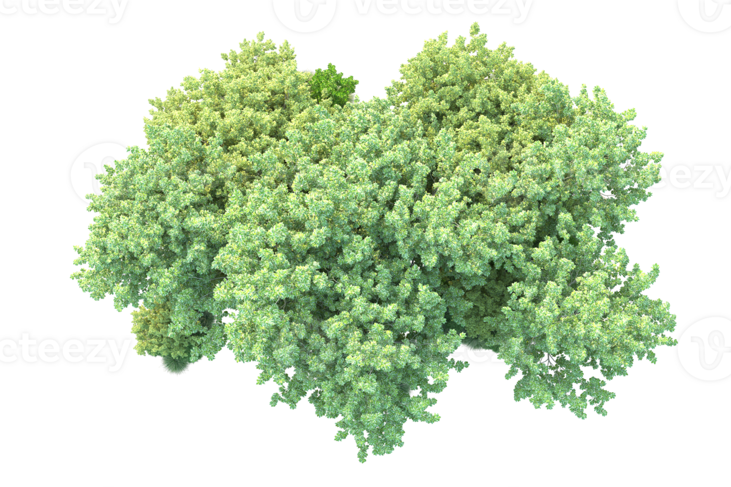 Tropical forest isolated on transparent background. 3d rendering - illustration png