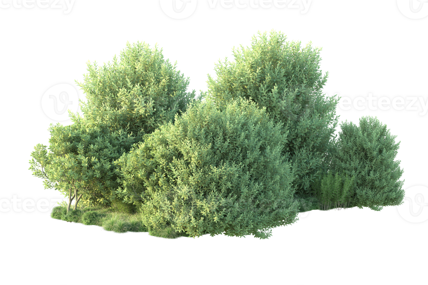 Tropical forest isolated on transparent background. 3d rendering - illustration png