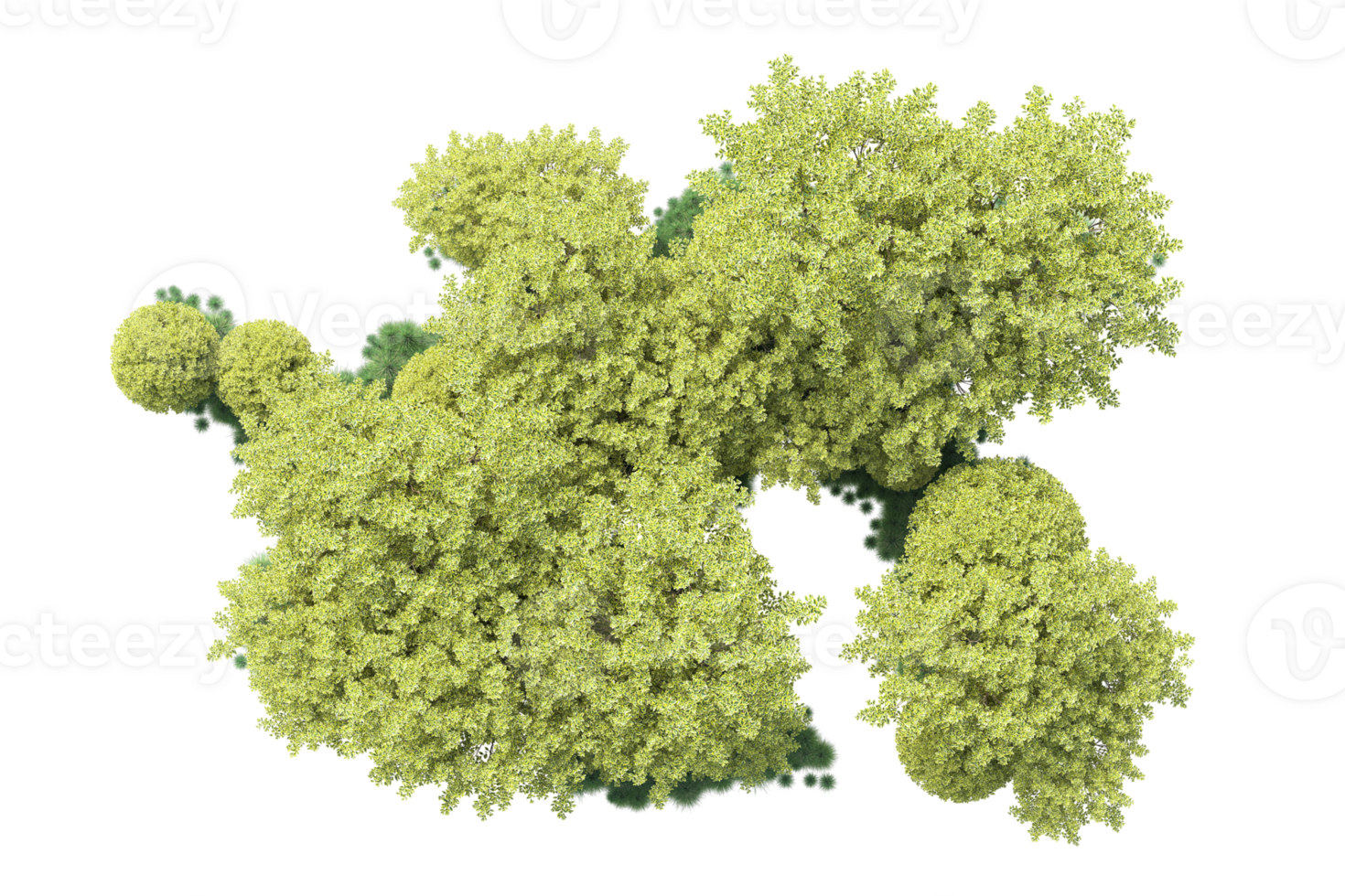 Tropical forest isolated on transparent background. 3d rendering - illustration png