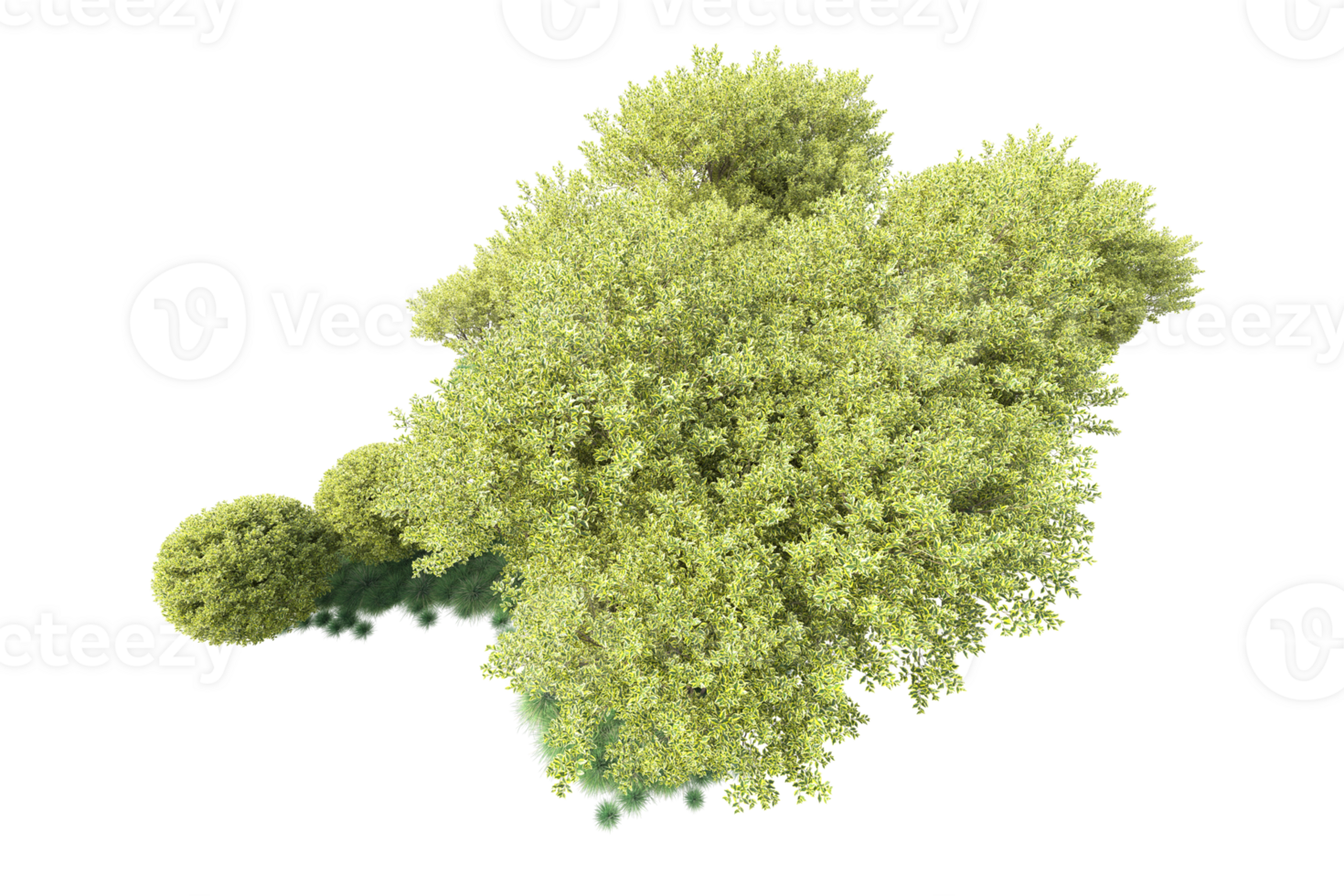 Tropical forest isolated on transparent background. 3d rendering - illustration png