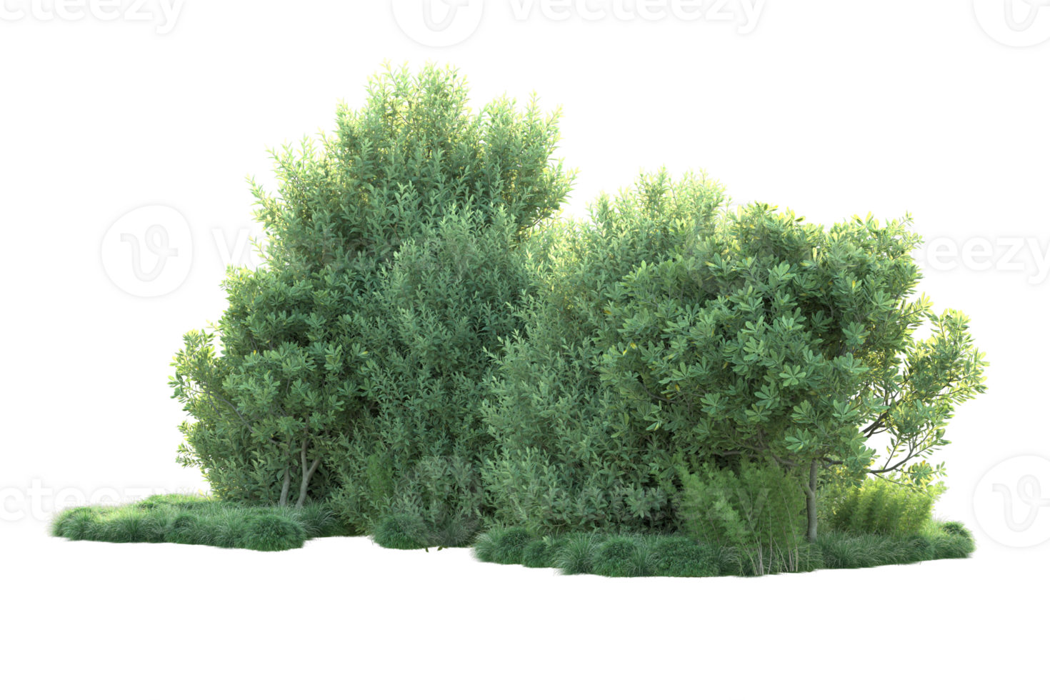 Tropical forest isolated on transparent background. 3d rendering - illustration png