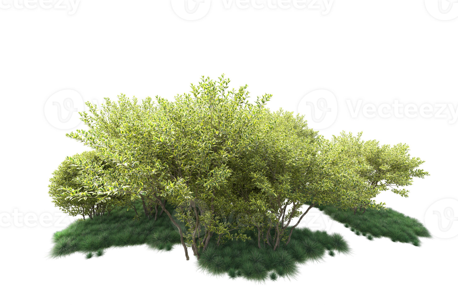 Tropical forest isolated on transparent background. 3d rendering - illustration png