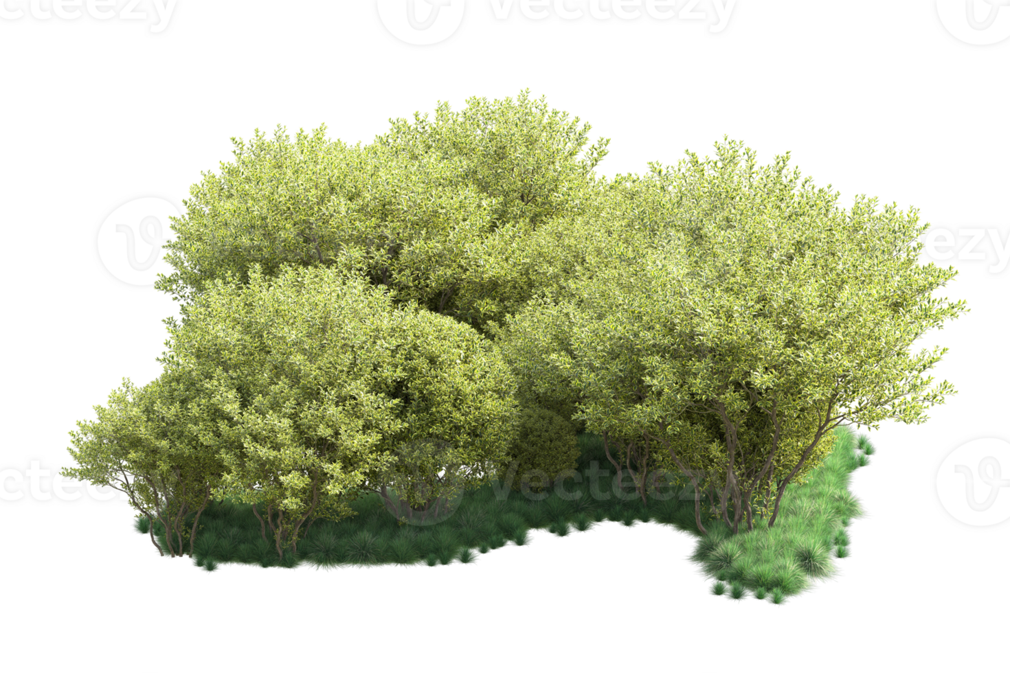Tropical forest isolated on transparent background. 3d rendering - illustration png