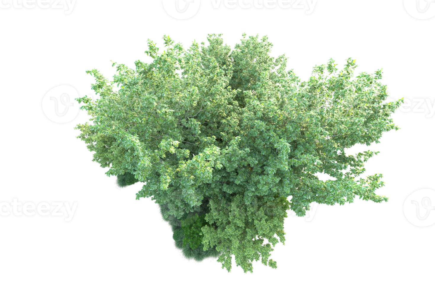 Tropical forest isolated on transparent background. 3d rendering - illustration png