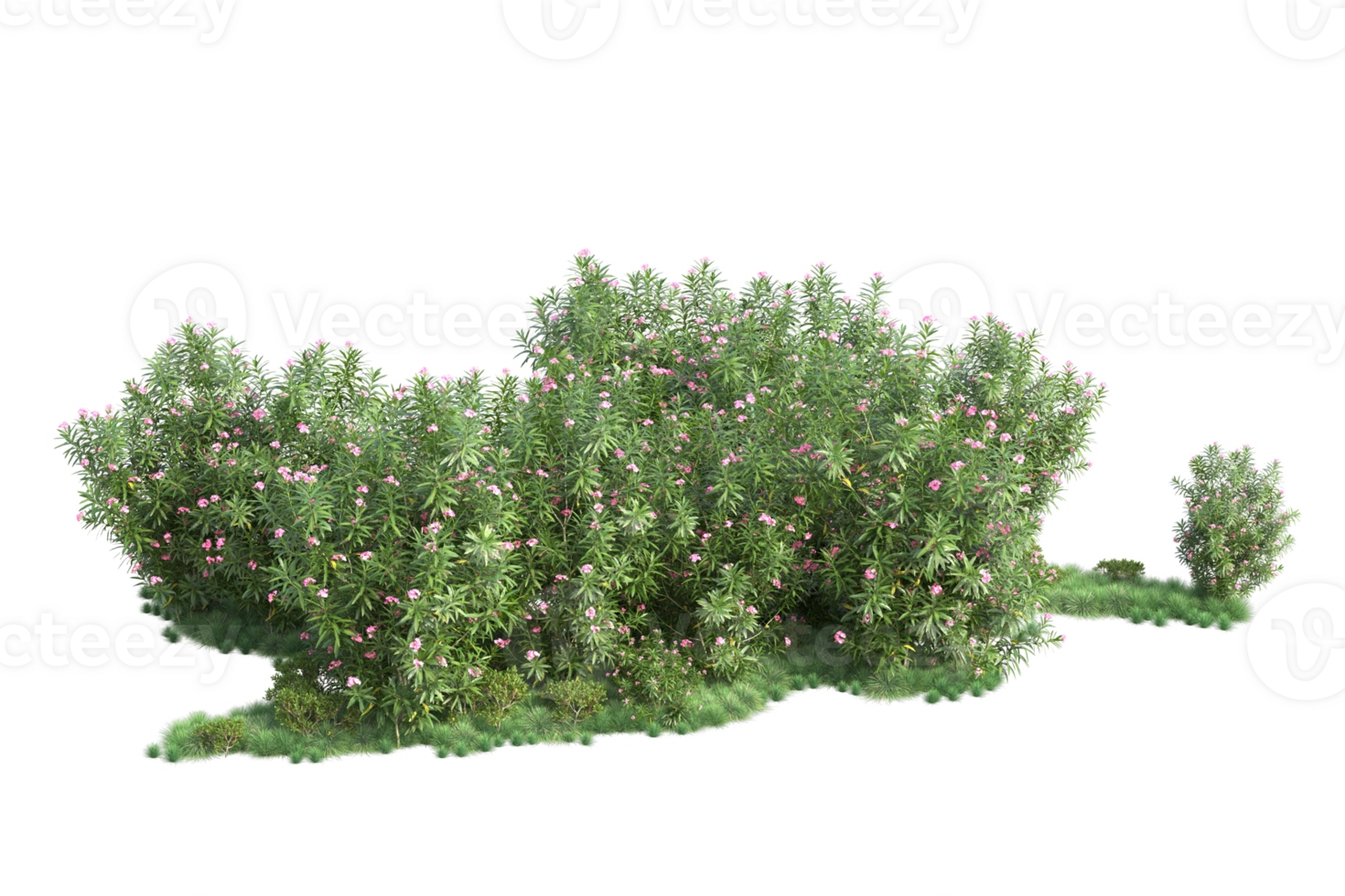 Tropical forest isolated on transparent background. 3d rendering - illustration png