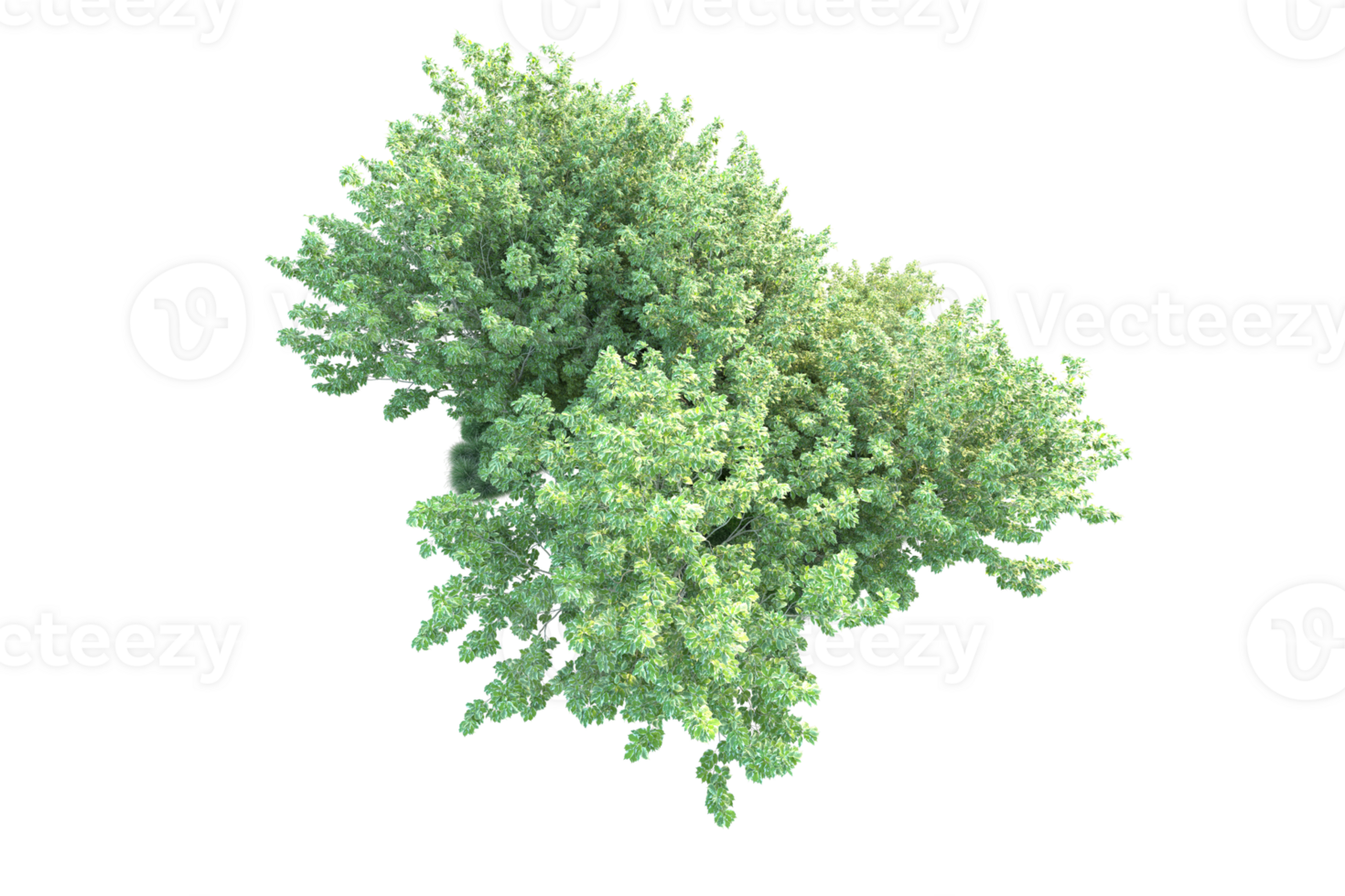 Tropical forest isolated on transparent background. 3d rendering - illustration png