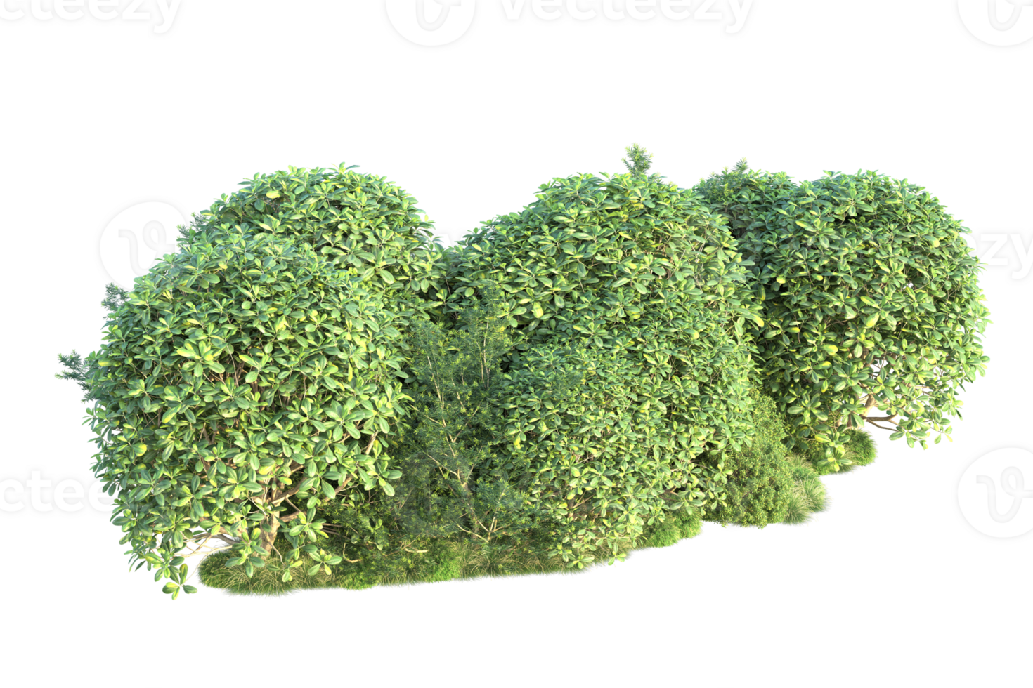 Tropical forest isolated on transparent background. 3d rendering - illustration png