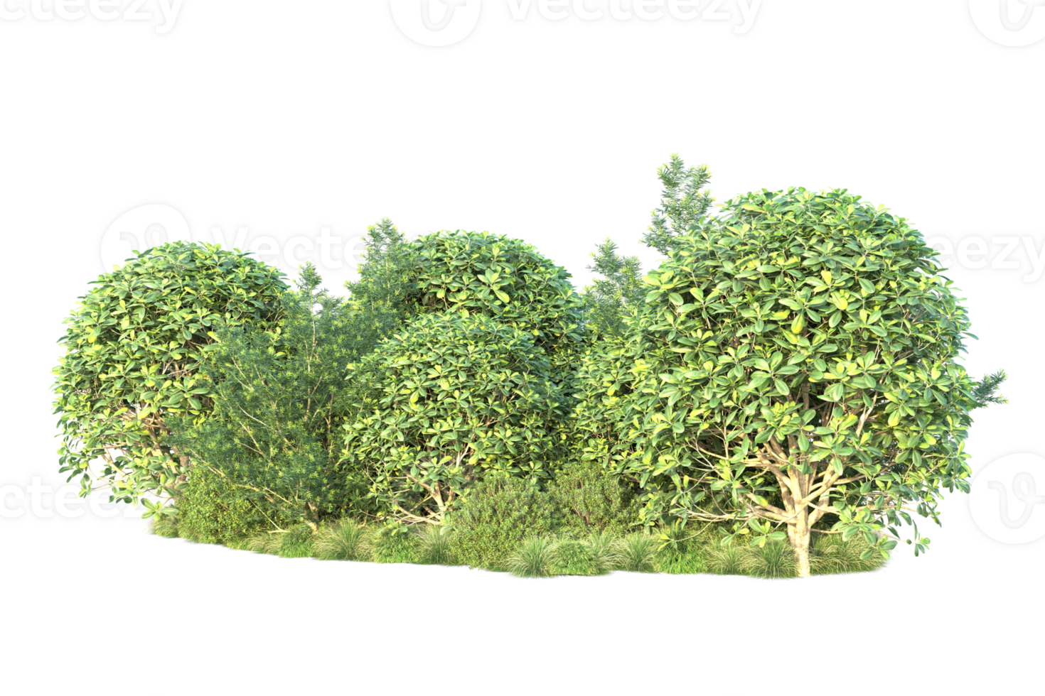 Tropical forest isolated on transparent background. 3d rendering - illustration png